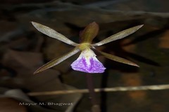 Nervilia infundibulifolia